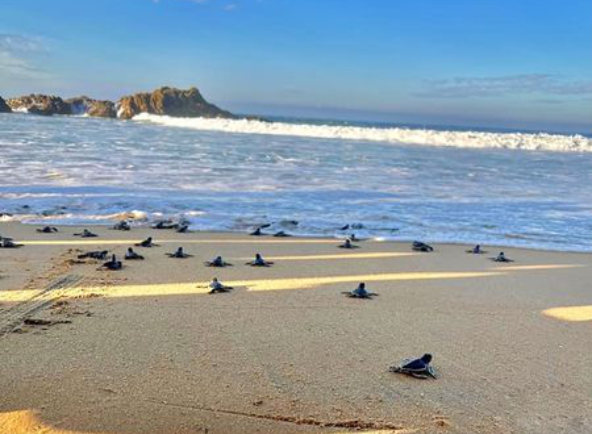 liberacion de tortugas